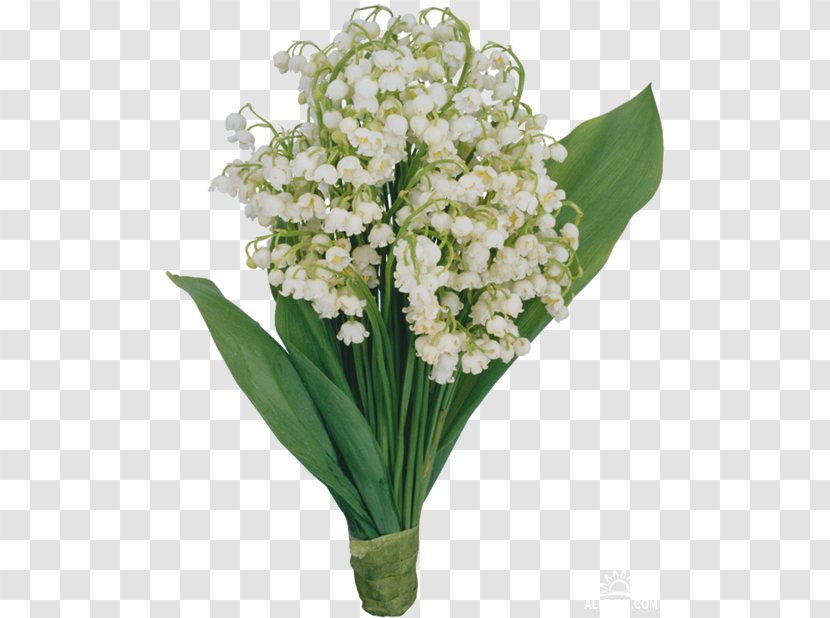 8 March Ansichtkaart Holiday International Women's Day Ptichka - Lily Of The Valley Icon Transparent PNG