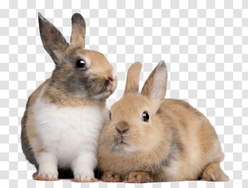 Rabbit Production Domestic European Raising Rabbits - Pet Sitting Transparent PNG