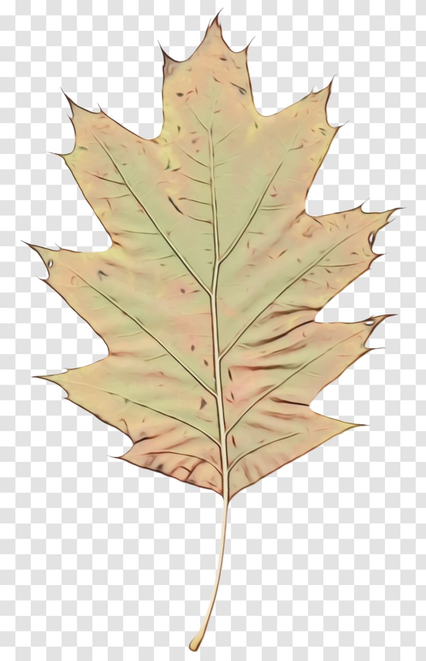 Maple Leaf - Tree - Deciduous Planetree Family Transparent PNG