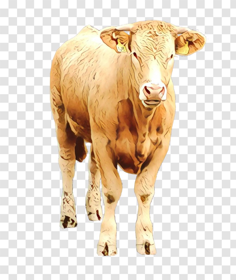 Bovine Horn Calf Cow-goat Family Livestock - Fawn - Bull Transparent PNG