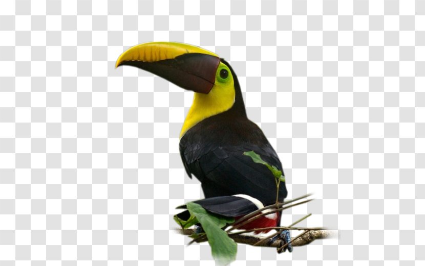 Bird Nom D'oiseau Parakeet Beak Feather - Copyscape Transparent PNG