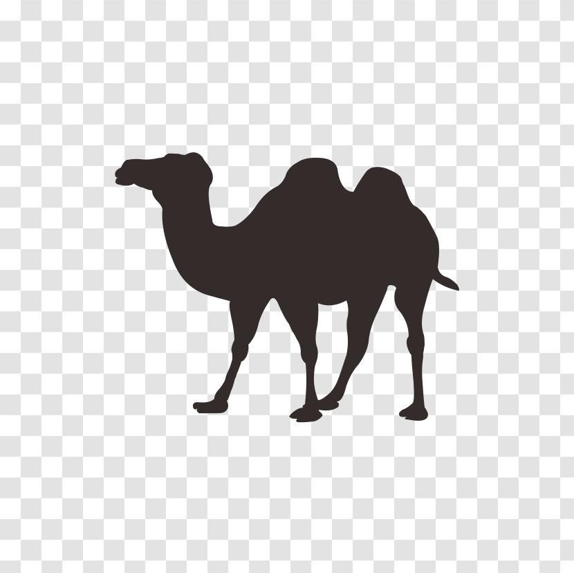 Bactrian Camel Dromedary Icon Transparent PNG