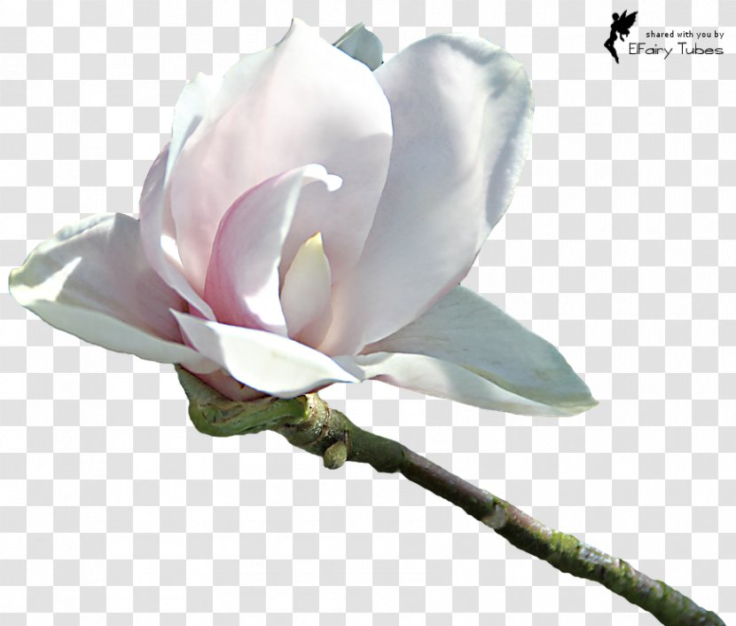 Download Clip Art - Flowering Plant - Magnolia Transparent PNG