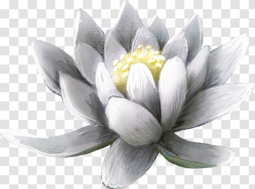 T-shirt Electronic Visual Display Wallpaper - Aquatic Plant - White Lotus Transparent PNG