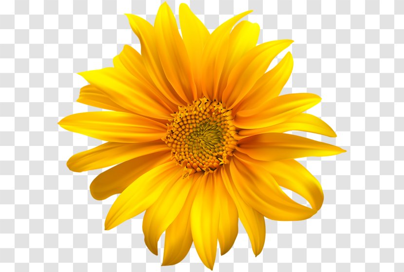 Stock Photography Common Sunflower Mexican - Petal - Flowers Yellow Transparent PNG