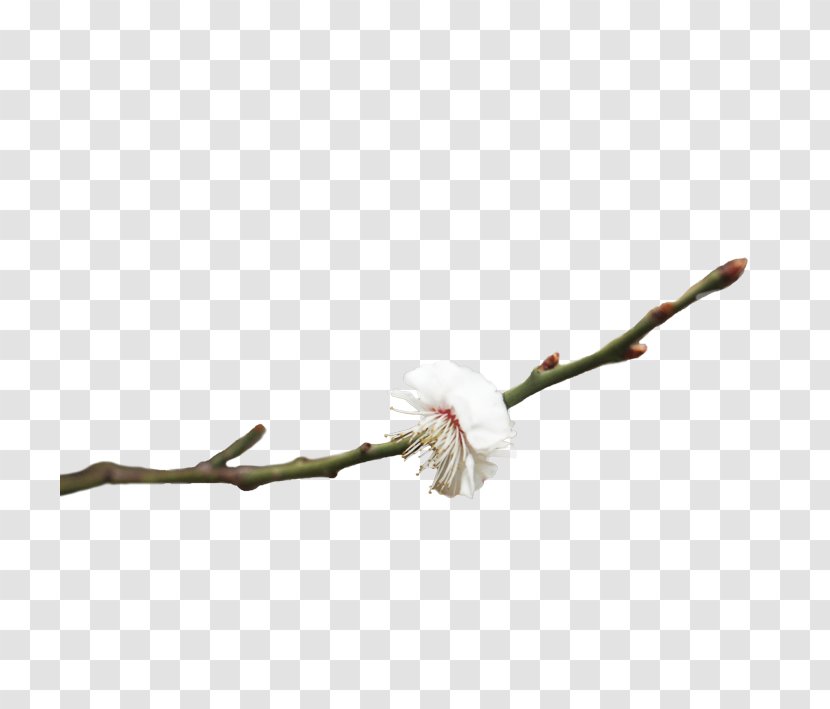 Plum Blossom Pink Flowers - Petal - Branches Transparent PNG