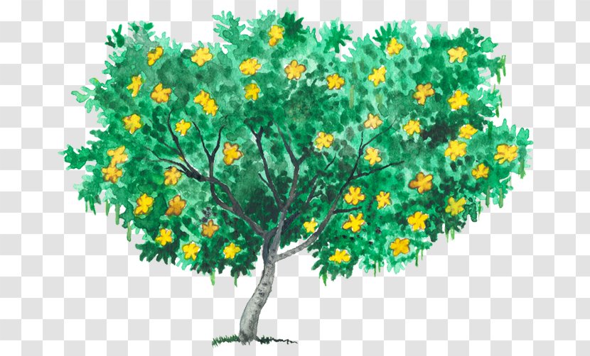 Tree Retama Branch Shrub Plant Stem - Flower - Jerusalem Transparent PNG