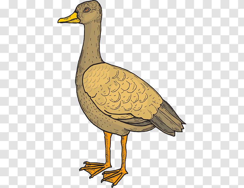 Duck Goose Bird Beak Cygnini - Organism Transparent PNG