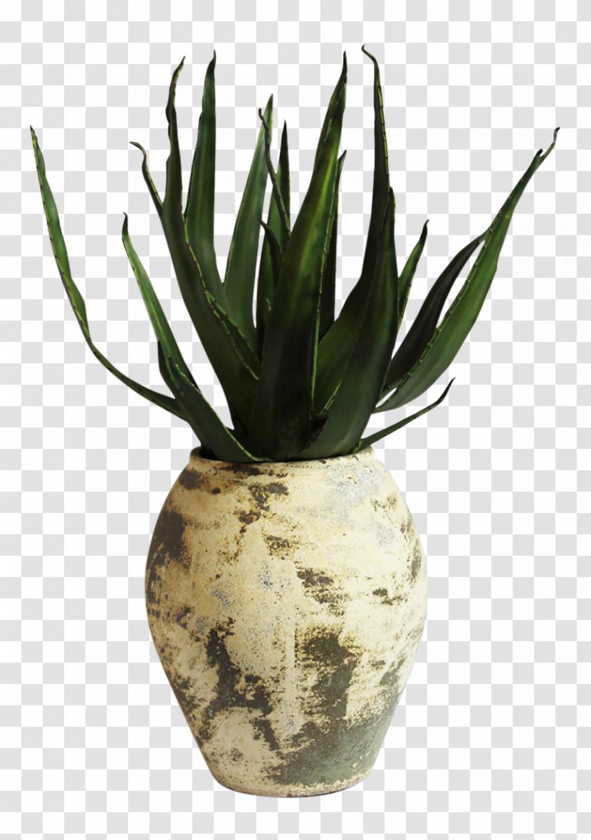 Agave Azul Flowerpot Aloe Vera - Plant Transparent PNG