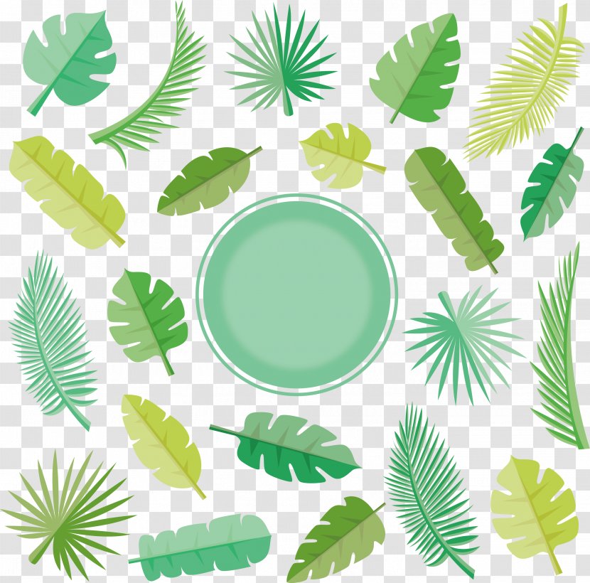 Leaf Euclidean Vector Arecaceae - Coconut Transparent PNG