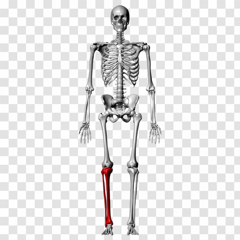 Bone Fibula Human Skeleton Tibia Femur - Watercolor - Anatomy Transparent PNG