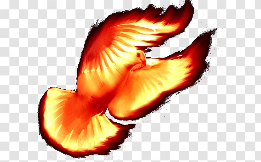 Holy Spirit Beak Sacred Understanding - Wing - Organism Transparent PNG