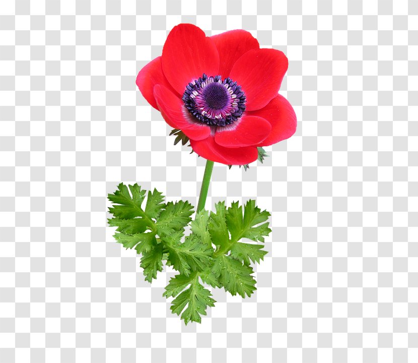 Poppy Anemone Image Download Pixel - Anemones Infographic Transparent PNG