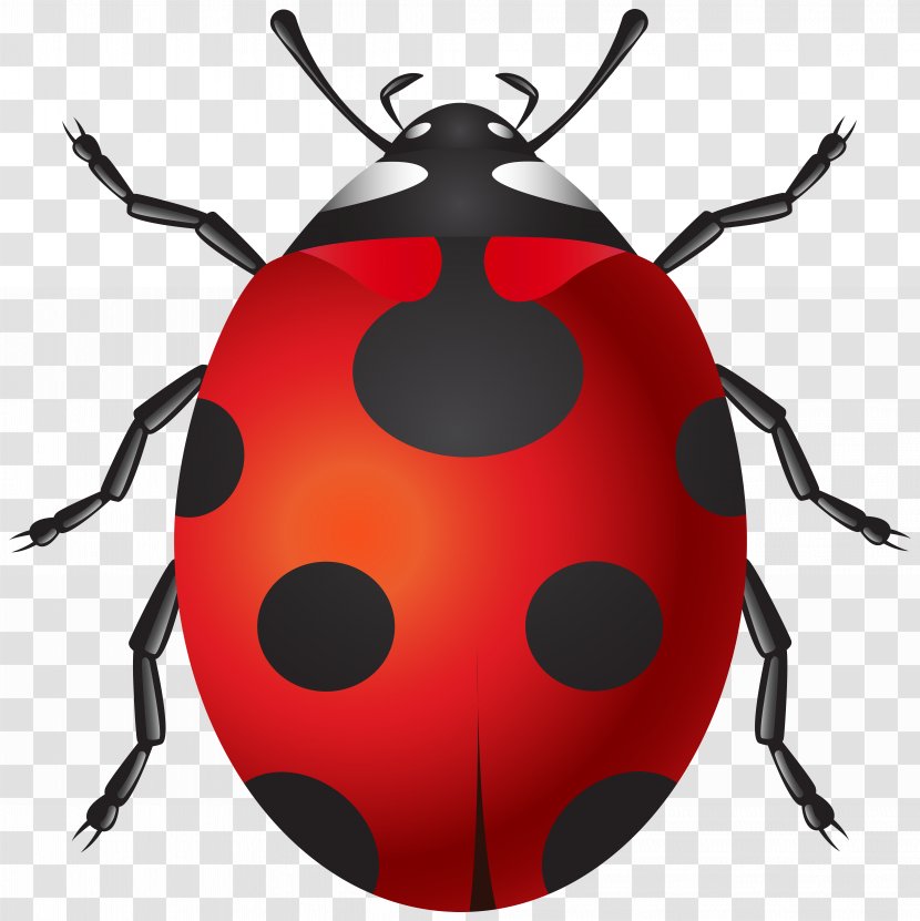 Insect Ladybird Clip Art - 3d Computer Graphics - Wedding Background Transparent PNG