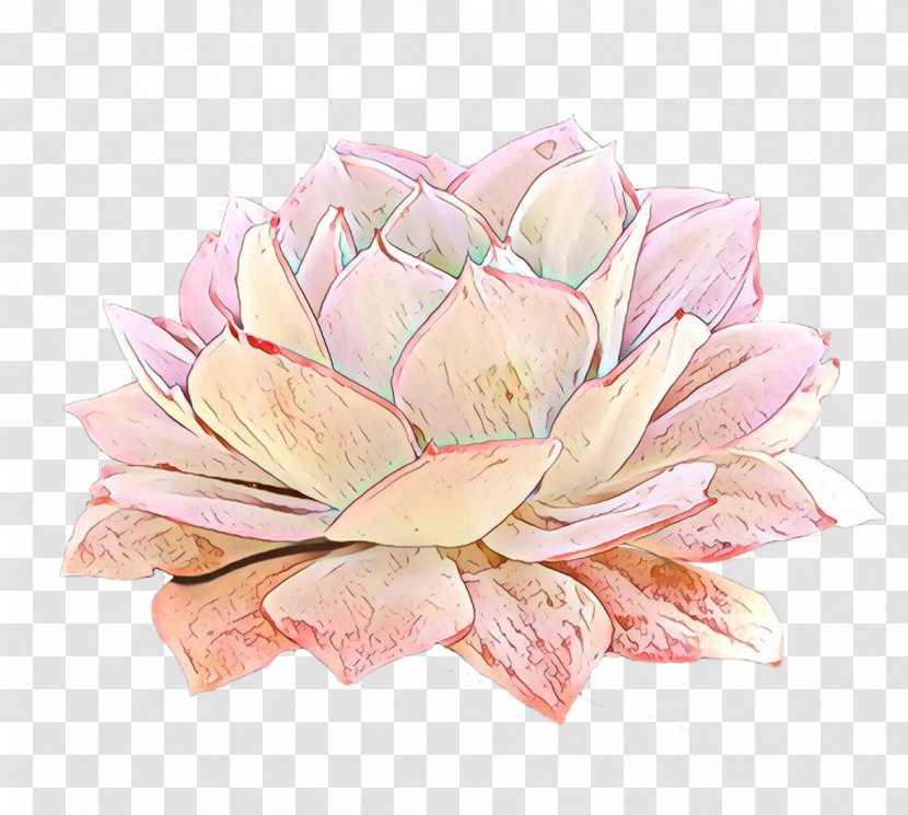 Floral Design Rose Cut Flowers Petal - Echeveria - Lotus Family Transparent PNG