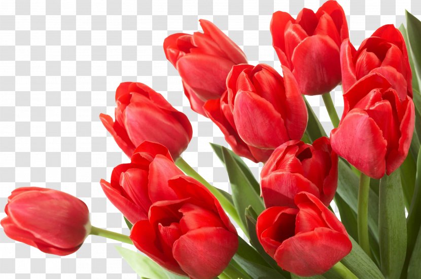 Flower Tulip Desktop Wallpaper - Petal - Tulips Transparent PNG