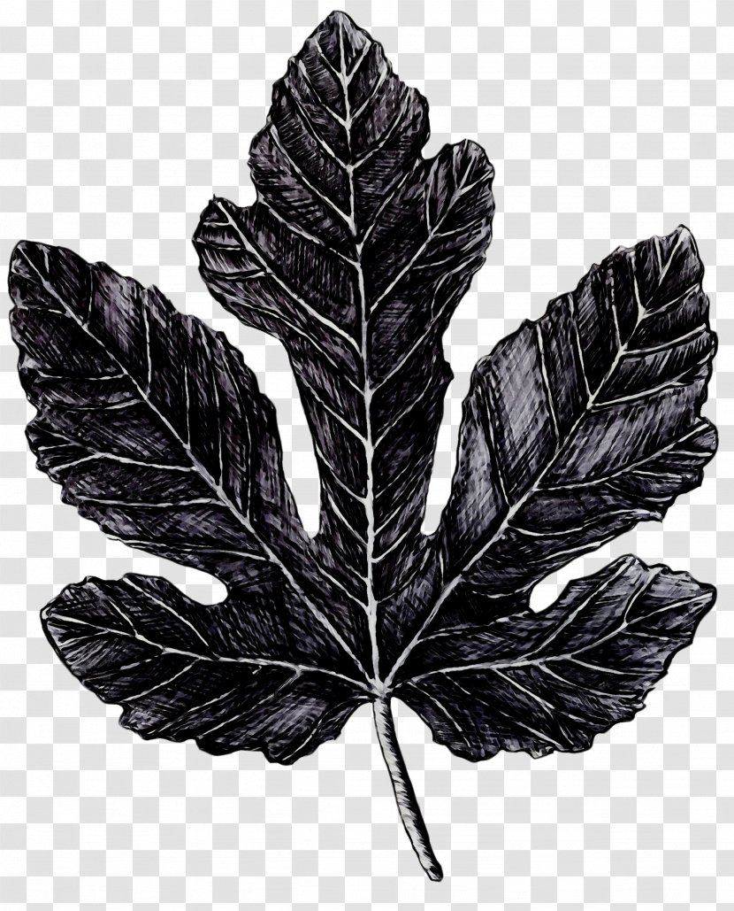 Black & White - Flower - M Leaf Tree Transparent PNG