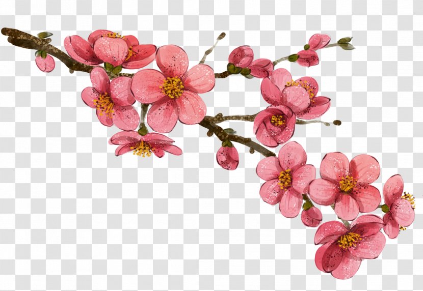 China Flower Drawing Illustration - Plum Transparent PNG