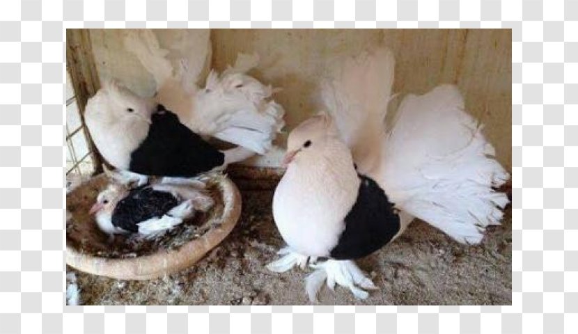 Columbidae Domestic Pigeon Ranchi Bird Fancy - Gratis - Computer Repair Flyer Transparent PNG