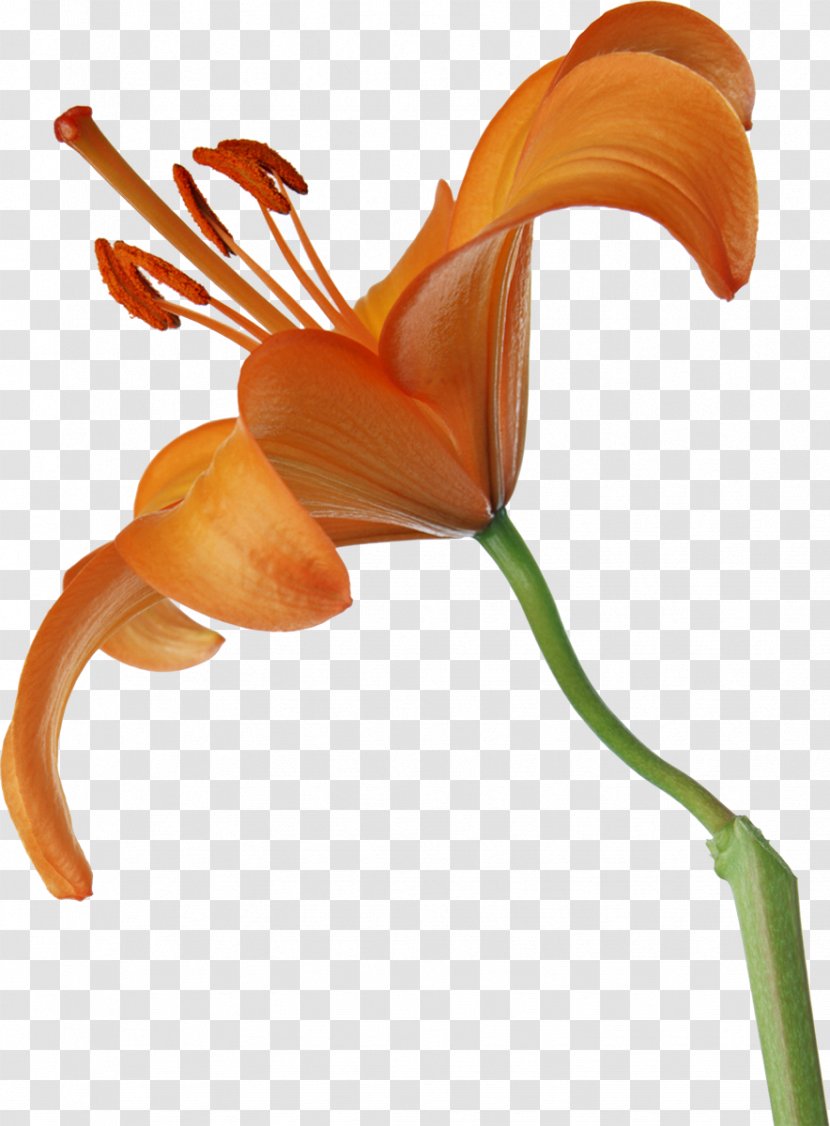 Lilium Petal Cut Flowers - Flower Transparent PNG