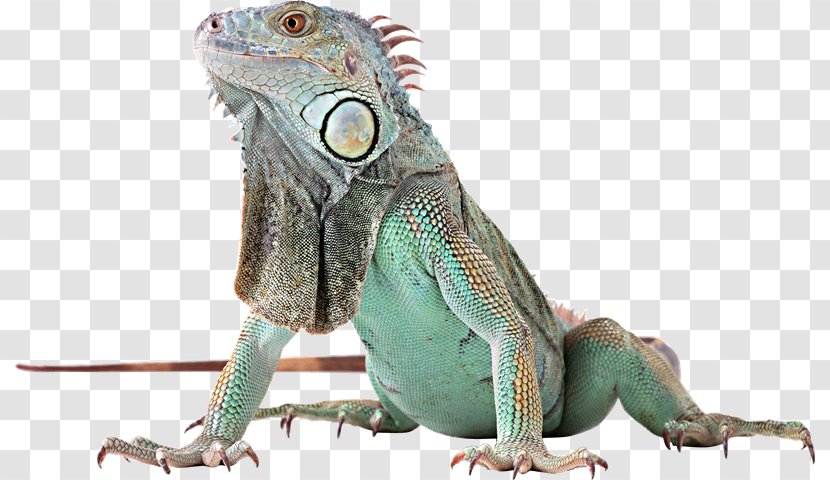 Reptile Lizard Green Iguana Animal Amphibian Transparent PNG