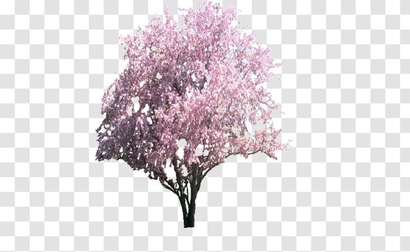 Tree Cherry Blossom Apples Magnolia - Pink Transparent PNG