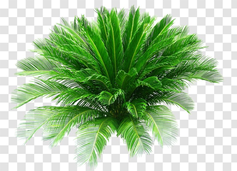 Sago Palm Pygmy Date Arecaceae Houseplant - Evergreen Transparent PNG