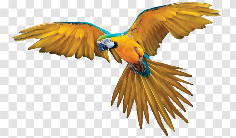 Bird Parrot Clip Art Transparent PNG