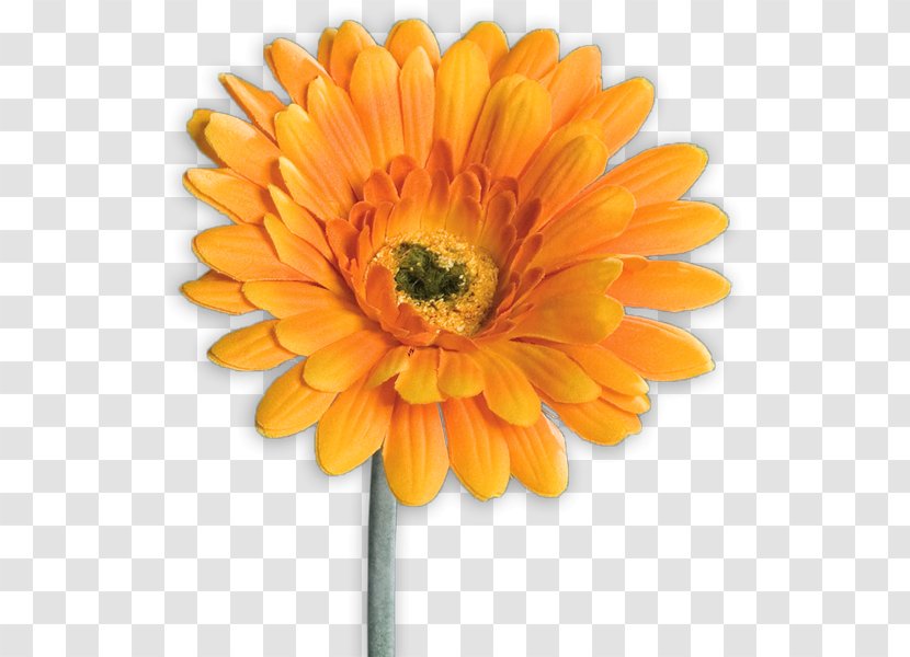 Transvaal Daisy XXXLutz Artificial Flower Mann Mobilia GmbH - Calendula - Orange Gerbera Transparent PNG