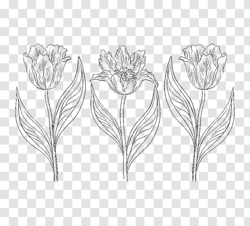 Drawing Tulip Photography Flower Sketch - Monochrome - Qing Pen Hook Line Pattern Transparent PNG