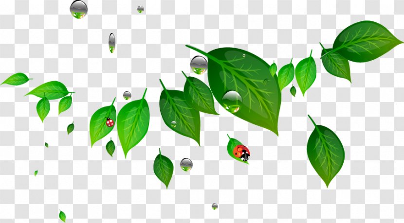 Clip Art - Green - Leaf Ladybug Transparent PNG