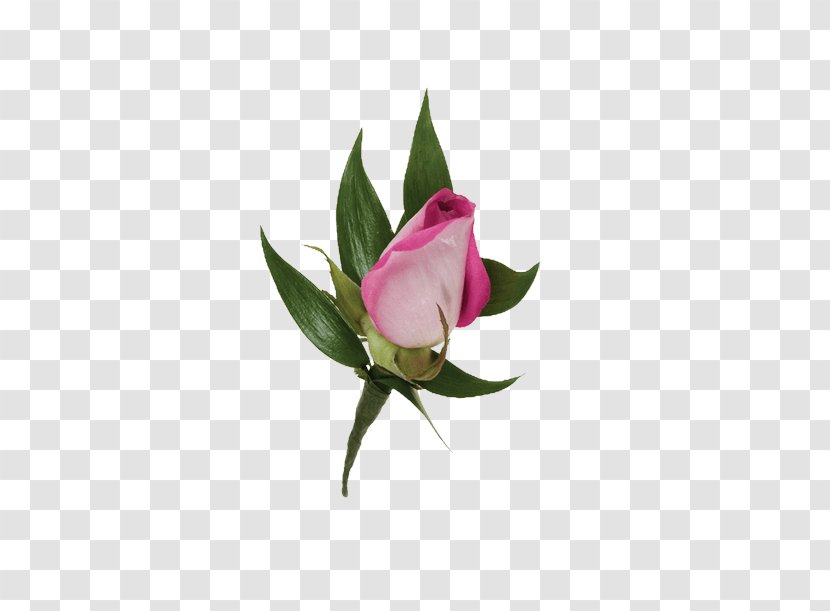 Garden Roses Boutonnière Corsage Flower - Pink - Rose Transparent PNG