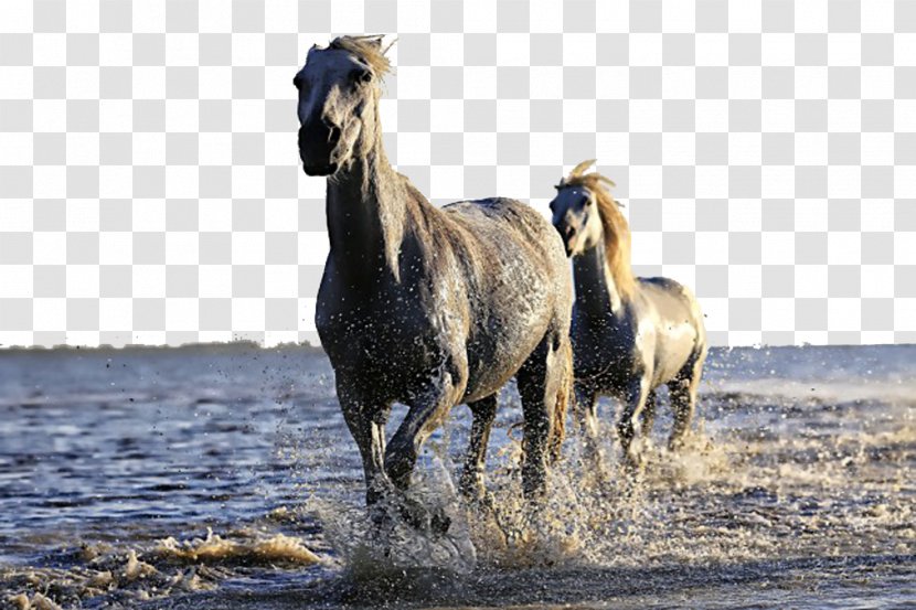 Mustang Icelandic Horse Stallion Mare White - River Transparent PNG