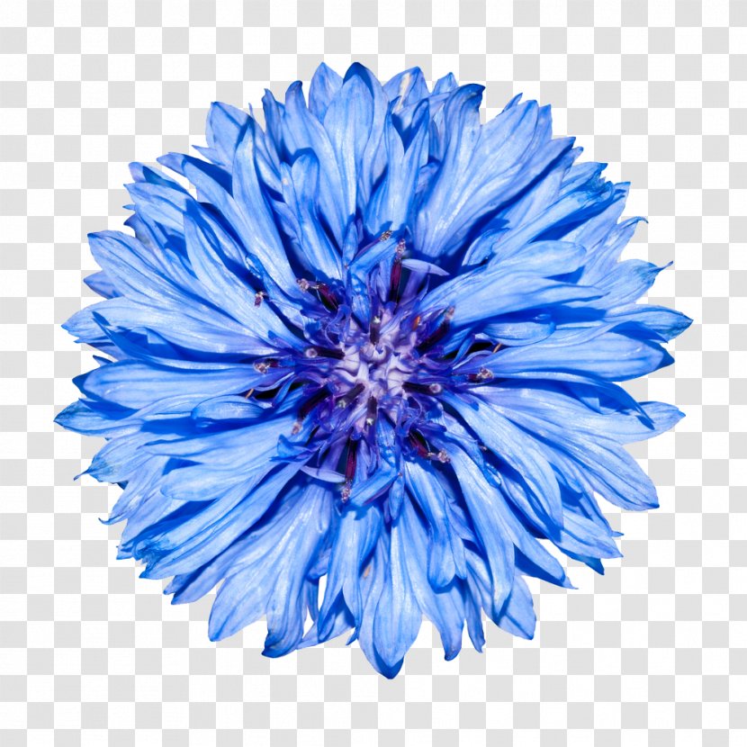 Cornflower Blue Stock Photography - Aster - Knapweeds Transparent PNG