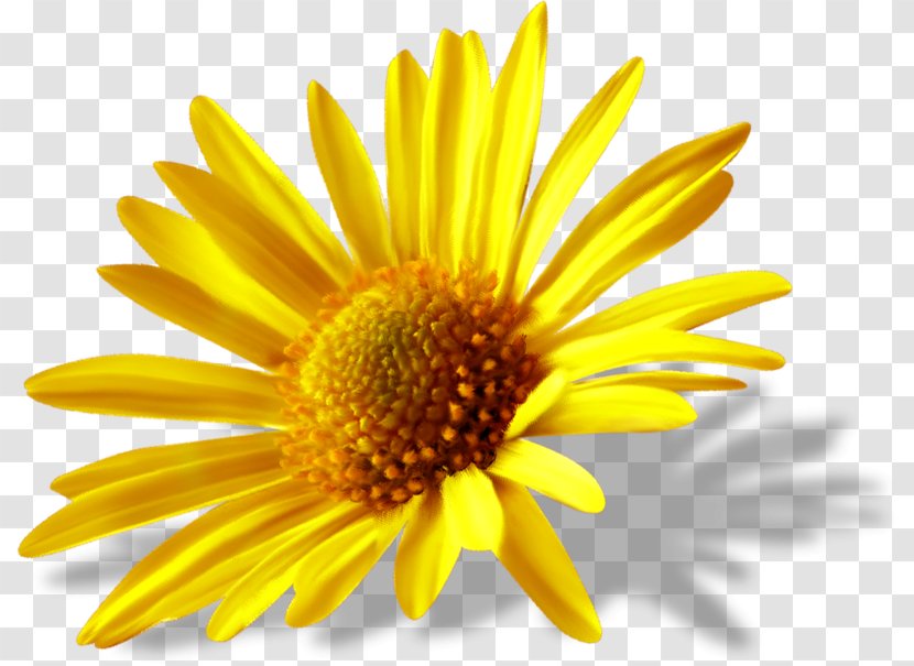 Clip Art Image Photography Common Daisy - Closeup - Gerbera Buket Transparent PNG