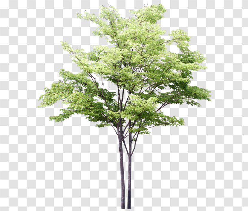 Architectural Drawing Tree Architecture - Woody Plant Transparent PNG
