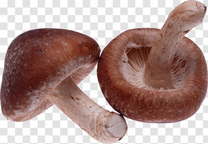 Shiitake Dietary Supplement Mushroom Food Appetite - Lentinula - Image Transparent PNG