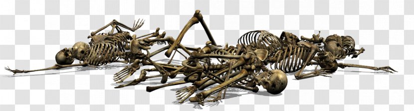 Skeleton Image Photography Blog - Skull Transparent PNG