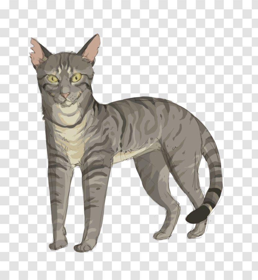 European Shorthair Sokoke Korat American Wirehair California Spangled - Whiskers - Nest Drawing Transparent PNG