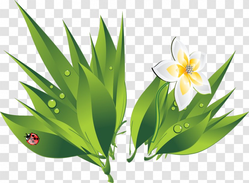 Drop White Bubble Icon - Green Flowers Water Drops Transparent PNG