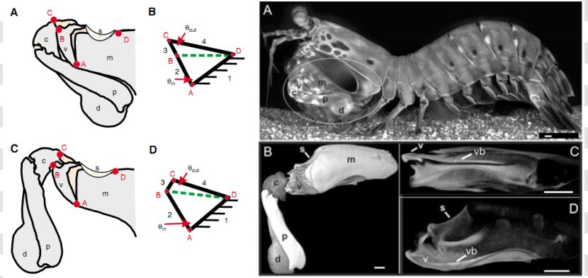 Mantis Shrimp Exoskeleton Arm Odontodactylus Scyllarus - Frame - Cartoon Transparent PNG