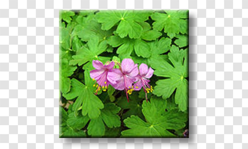 Bigroot Geranium Perennial Plant Stem Bloody Crane's-bill Dead-nettles - Groundcover - Geraniums Transparent PNG