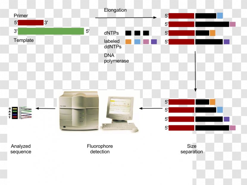 Brand Diagram - Multimedia - Design Transparent PNG