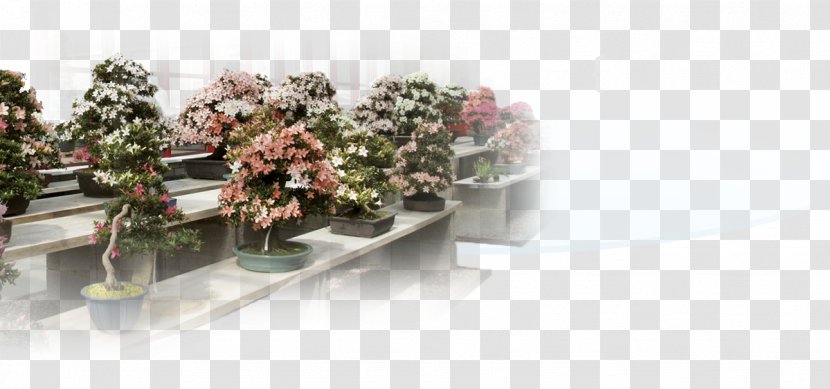 Flowerpot Indoor Bonsai Jade Plant Chinese Sweet Plum - Floral Design - Satsuki Azalea Transparent PNG