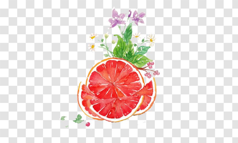 Grapefruit Juice Pomelo Watercolor Painting - Designer Transparent PNG