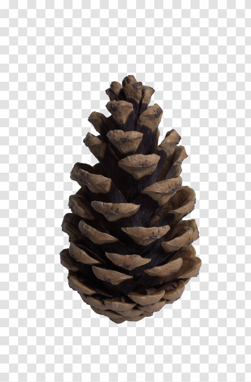 Conifer Cone Tree Pine Fir - Branch Transparent PNG