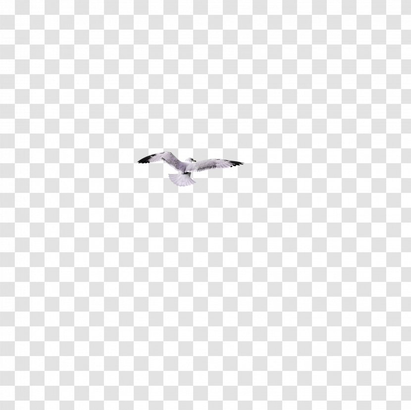 Sweden European Herring Gull Duck Goose Cygnini - Wing - Flying Seagull Transparent PNG