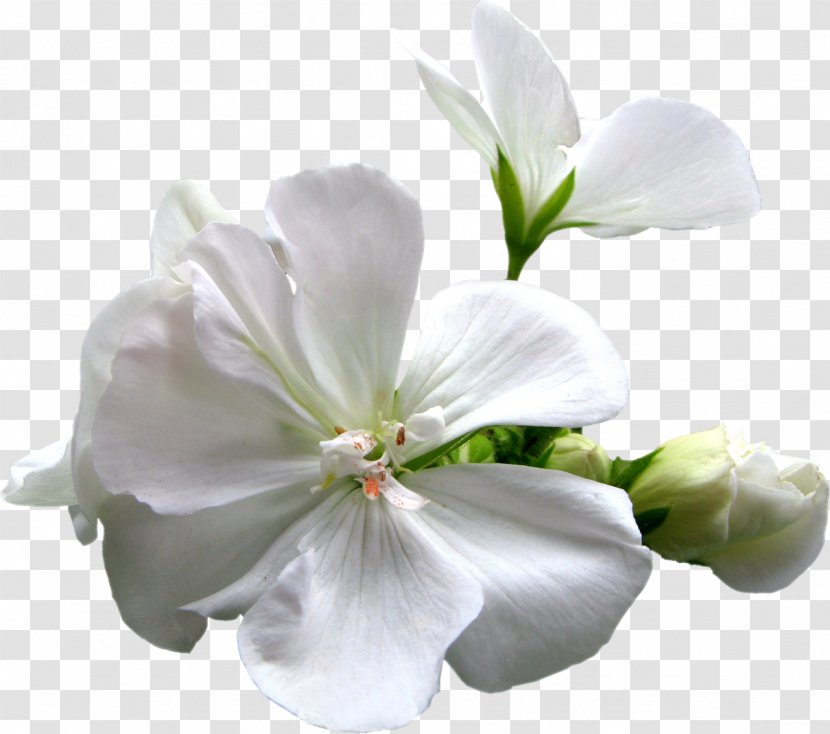Artificial Flower Plant Vecteur - Geraniaceae - Spring Transparent PNG