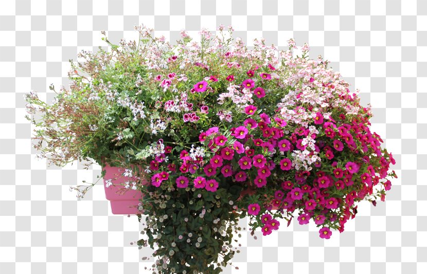 Geraniums Annual Plant Vervain Flowerpot - Pink Transparent PNG