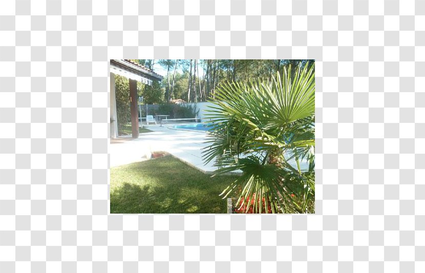 Arecaceae Real Property Land Lot Ecosystem - Savenrose Beach Villa Transparent PNG